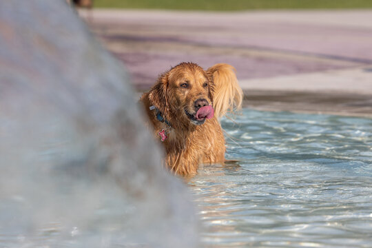 Wet golden retriever licking nose while standing in shallow pool