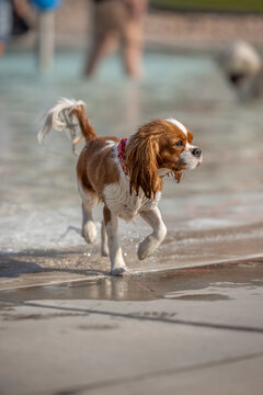 Wet Cavalier King Charles spaniel walking by water park edge