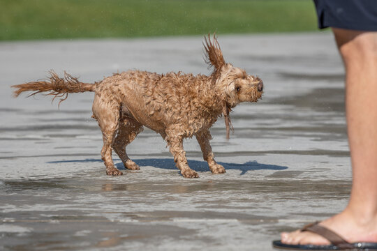 Wet doodle dog shaking off water on sunny water park pavement