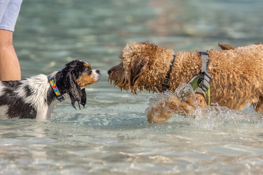 Wet Cavalier King Charles spaniel saying hi to Doodle puppy in water