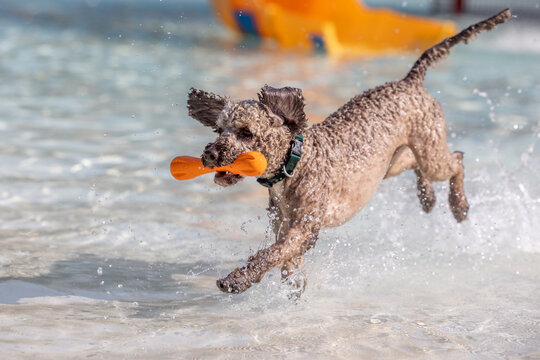 Curly dog leaps through water with orange toy in sunny splash zone