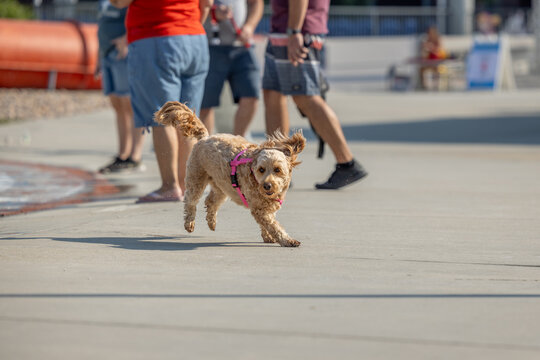 Happy doodle dog running on pavement at a lively water park