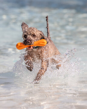 Wet curly poodle splashes forward with orange toy in its mouth