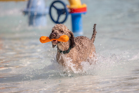 Curly dog joyfully runs through water at splash park