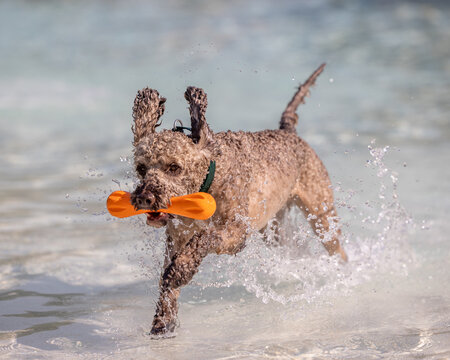 Curly poodle runs through shallow water with orange toy in mouth