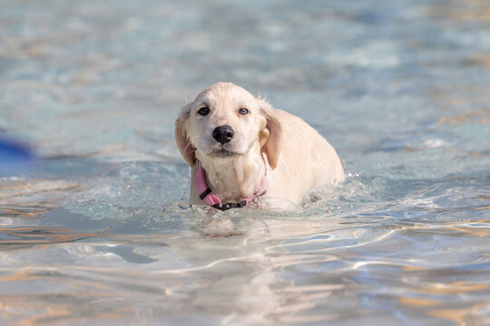 Young light-colored puppy swimming in shallow blue water