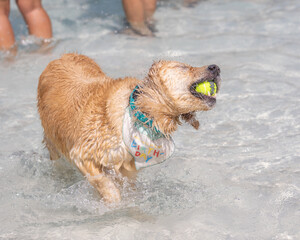 Golden retriever shakes water while holding tennis ball