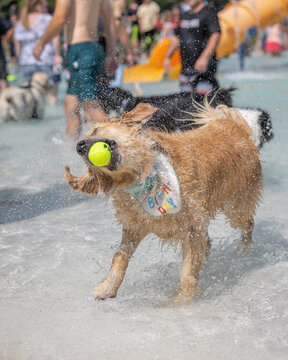 Golden retriever with tennis ball playing in a water park crowd