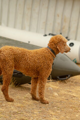 A brown poodle is currently standing confidently and proudly in front of a beautiful boat that is docked nearby