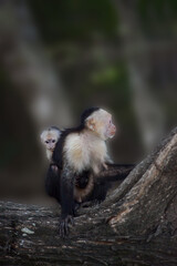 Panamanian White-Faced Capuchin Monkey and Baby