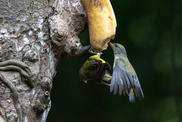 a group of Orange bellied flowerpecker eating banana