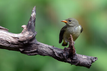 Orange bellied flowerpecker on a tree branch
