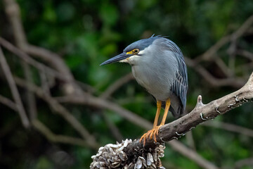 A heron waits on a tree branch waiting for a fish to pass by