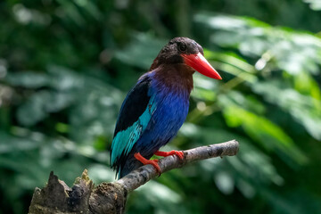 Blue bellied kingfisher on a tree branch