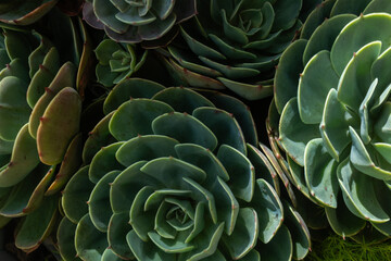Fototapeta premium Close-Up of Green Echeveria Succulent