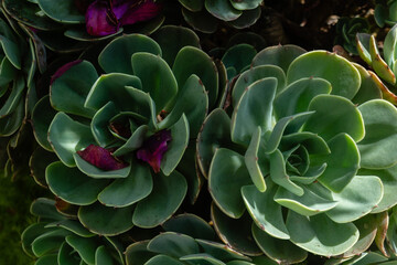 Close-Up of Green Echeveria Succulent