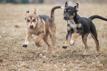 Two energetic puppies running through a dry grassy field.