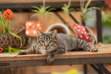 Tabby cat lounging on wooden table surrounded by colorful decor.