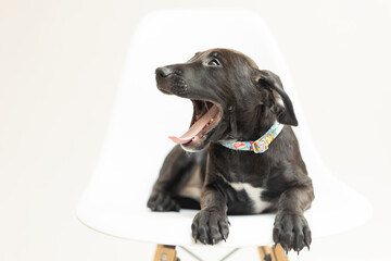 Yawning black puppy with colorful collar on white modern chair.