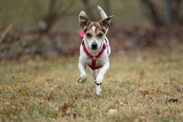 Small dog in red harness running across grassy field.