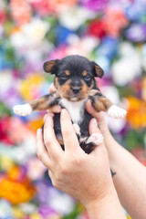 Tiny tricolor puppy held in hands with vibrant floral background.