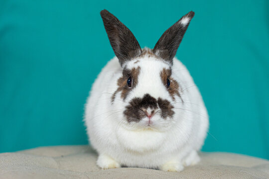 Brown and white rabbit facing forward on beige surface. - Powered by Adobe