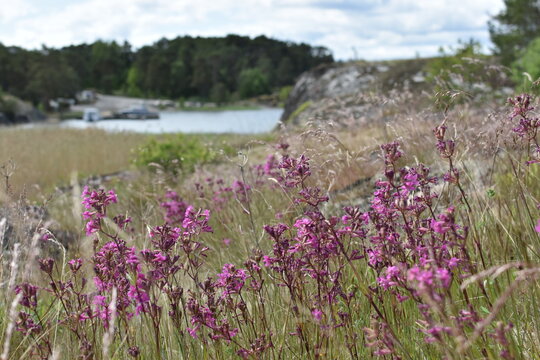 Colorful wildflowers bloom near a serene lake in a lush landscape