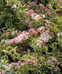 Summer solstice garden, blooming weigela. Pink weigela bush close-up. Green leaves with greenish-yellow border.