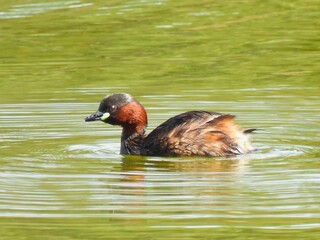 Little Grebe with Breeding Plumage Close-up
