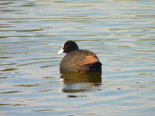 Lone Eurasian Coot Swimming in Lake