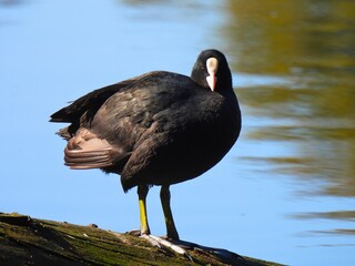 Lone Eurasian Coot Standing on Log