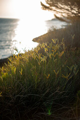 Sunlit Coastal Grass at Sunset