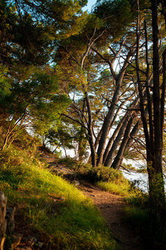 Sunlit Forest Path with Leaning Pines