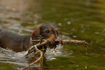 A dog is happily holding a stick in its mouth while energetically swimming in the water, enjoying a...