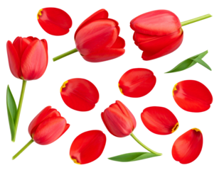 Realistic red tulips with petals set on transparent background 