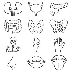 Medical organs line icon set vector silhouette