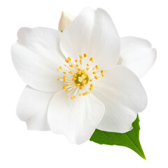Delicate white flower with yellow center and green leaf, isolated on transparent background.
