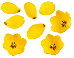 Realistic yellow tulips with petals set on transparent background