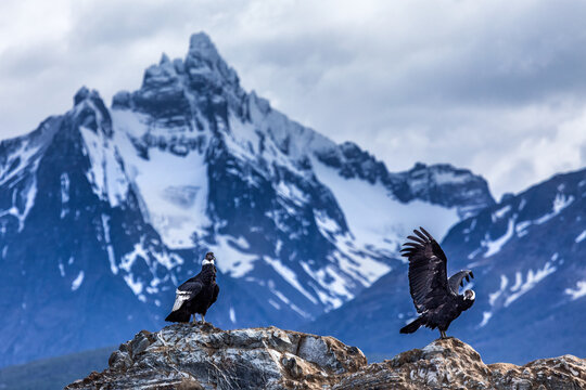 View of Andean condors perched on rocky outcrops against the majestic backdrop of snow-capped mountains under a cloudy sky, Ushuaia, Tierra del Fuego Province, Argentina.