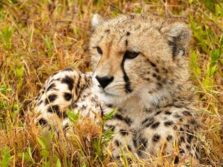 cheetah in serengeti national park