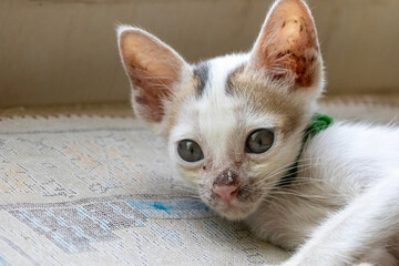 Adorable white kitten settling down on a floor carpet for rest. A captivating close-up portrait of this domestic pet cat's face, gazing up sweetly.