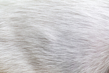 Close-up texture background of soft white pet cat fur. A detailed macro shot revealing the...