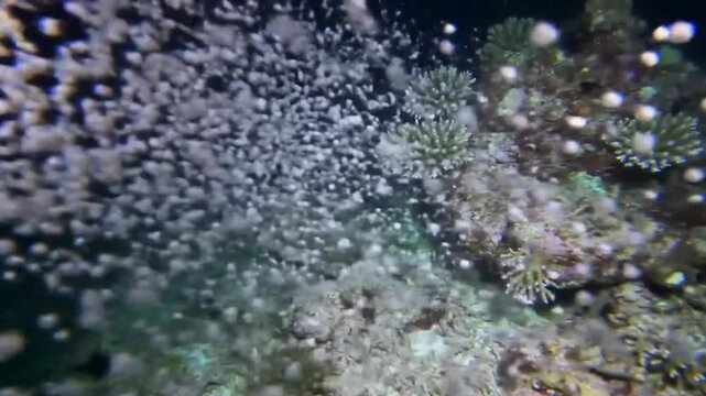 Coral Spawning Event - 4K Ultra Rare Underwater Phenomenon Video