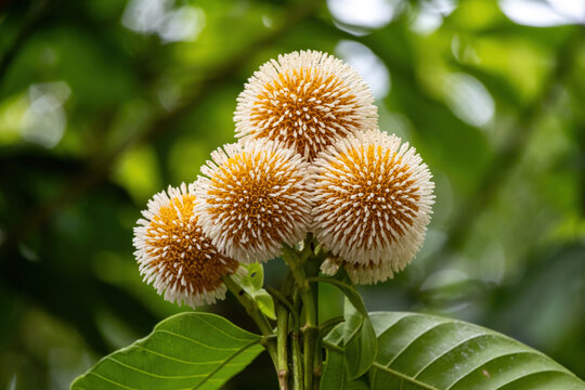 Close-up of a stunningly blooming Burflower (Neolamarckia cadamba) bunch, set against a green nature bokeh. Also called Leichhardt pine, laran, kodom, or kadam flower.