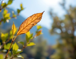 the image features two dried leaves in the foreground, with a blurred background suggesting natural elements, the leaves, the primary focus