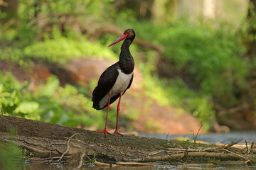 Bocian czarny, hajstra (Ciconia nigra)