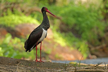 Bocian czarny, hajstra (Ciconia nigra)