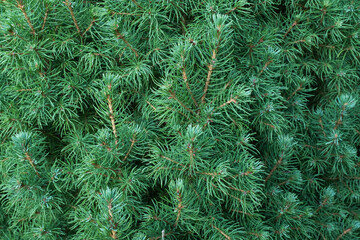 Close-Up of Pine Tree Needles – Vibrant Green Foliage with Dew Drops. Pine background for plant websites and nature photography. High quality photography