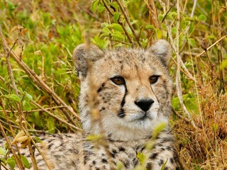cheetah in serengeti national park tanzania africa