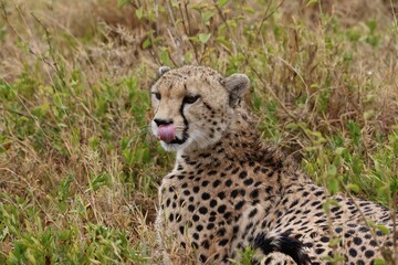 cheetah in the grass